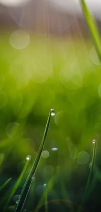 Water Grass Moisture Live Wallpaper