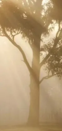 Plant Tree Fog Live Wallpaper