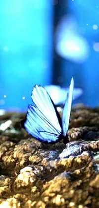 Nature Water Arthropod Live Wallpaper