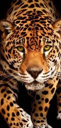 Carnivore Felidae White Live Wallpaper