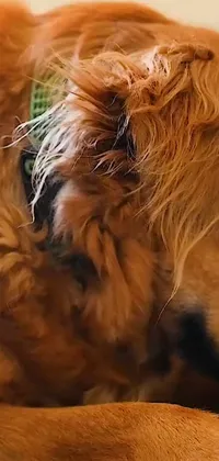 Carnivore Dog Snout Live Wallpaper