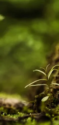 Plant Grass Landscape Live Wallpaper