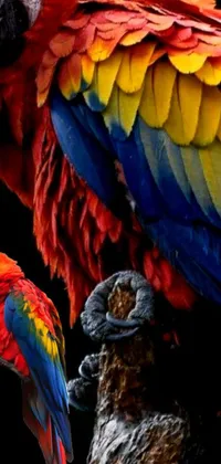 Bird Organism Parrot Live Wallpaper