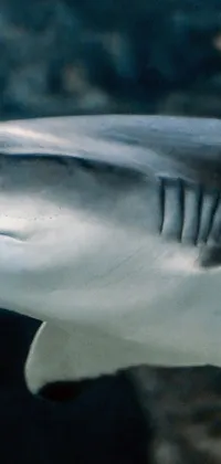 Water Underwater Liquid Live Wallpaper