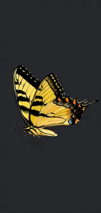 Invertebrate Art Arthropod Live Wallpaper