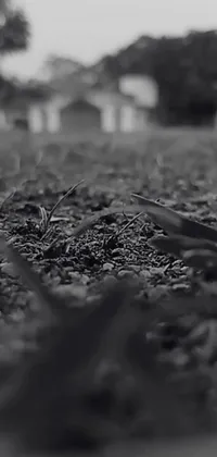 Grass Sky Grey Live Wallpaper