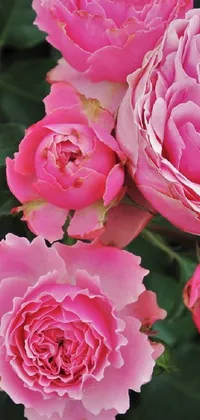 Nature Flower Plant Live Wallpaper