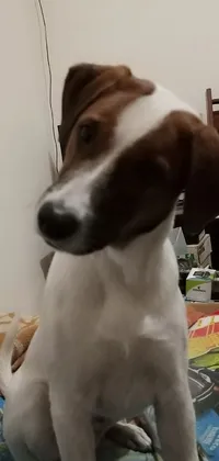 Carnivore Dog Whiskers Live Wallpaper