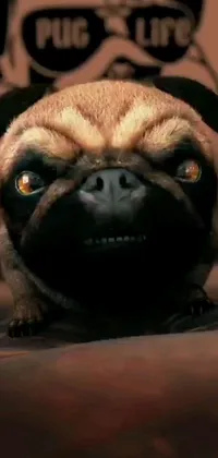 Carnivore Dog Snout Live Wallpaper