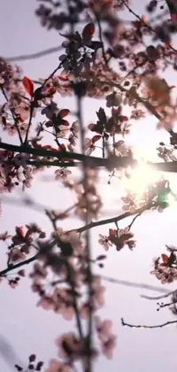Flower Plant Tree Live Wallpaper