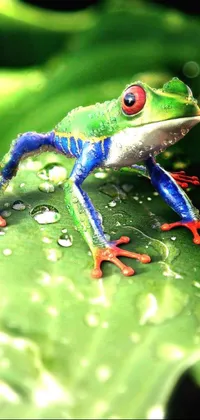 Frog Leaf Green Live Wallpaper