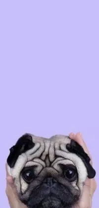 Carnivore Dog Snout Live Wallpaper