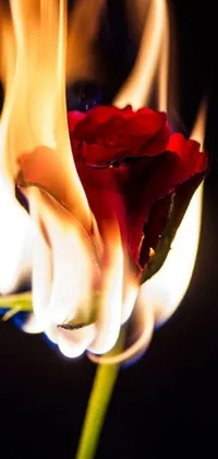 Flower Plant Petal Live Wallpaper