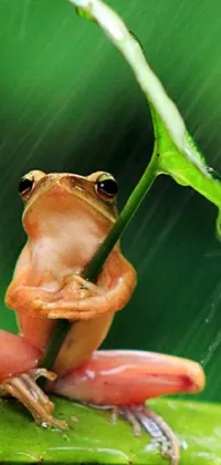 Nature Frog Leaf Live Wallpaper
