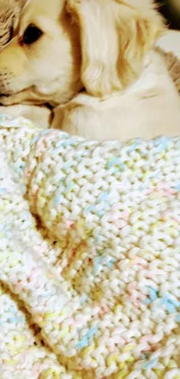 Carnivore Dog Snout Live Wallpaper