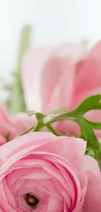 Flower Plant Petal Live Wallpaper