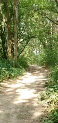Plant Outdoor Tree Live Wallpaper