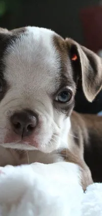 Animal Indoor Canine Live Wallpaper