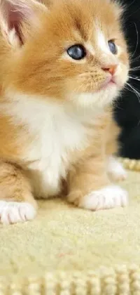 Orange Animal Indoor Live Wallpaper