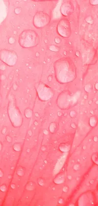 Nature Water Flower Live Wallpaper