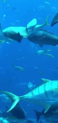 Swimming Water Animal Live Wallpaper