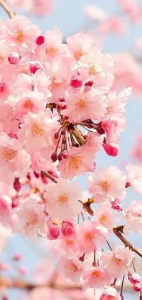 Flower Plant Indoor Live Wallpaper