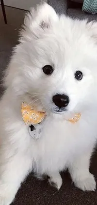 Animal Indoor Carnivore Live Wallpaper