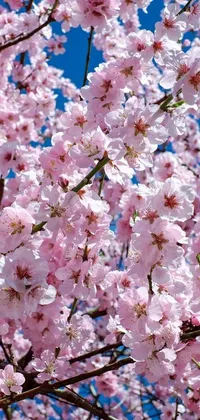 Flower Plant Pink Live Wallpaper