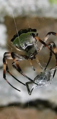 Animal Invertebrate Arthropod Live Wallpaper