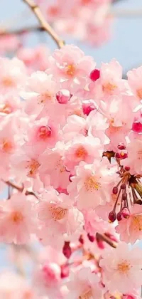 Flower Bloom Blossom Live Wallpaper