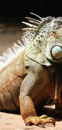 Animal Lizard Reptile Live Wallpaper