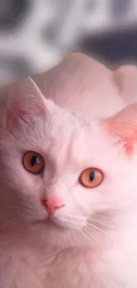 Orange Animal Indoor Live Wallpaper