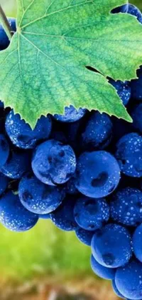 Blue Food Fruit Live Wallpaper