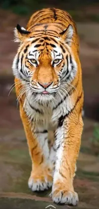 Animal Carnivore Mammal Live Wallpaper