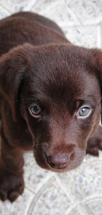 Animal Indoor Brown Live Wallpaper