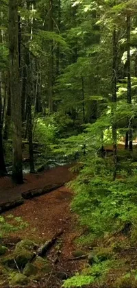 Nature Plant Grass Live Wallpaper