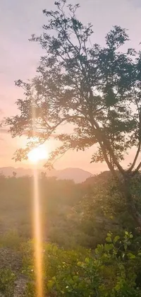 Nature Outdoor Tree Live Wallpaper