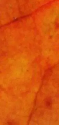 Orange Abstract Texture Live Wallpaper