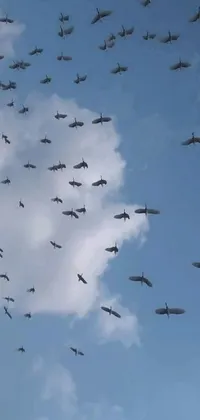 Outdoor Vehicle Bird Live Wallpaper