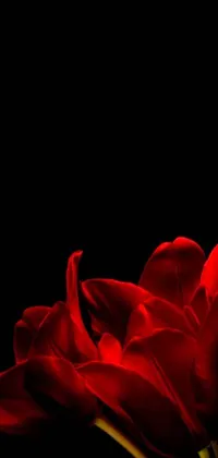 Coquelicot Flower Indoor Live Wallpaper