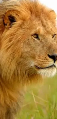 Felidae Masai Lion Carnivore Live Wallpaper - free download