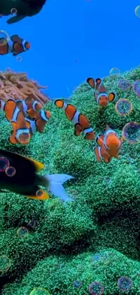 Swimming Clown Fish Live Wallpaper - free download