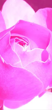 Flower Plant Purple Live Wallpaper