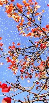 Sky Plant Leaf Live Wallpaper