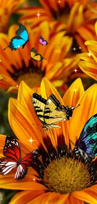 Butterfly  Live Wallpaper