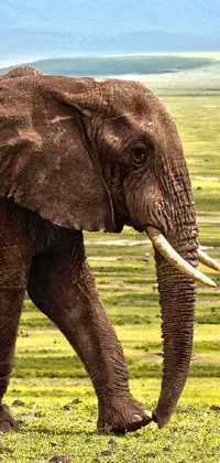 Elephant Plant Community Vertebrate Live Wallpaper