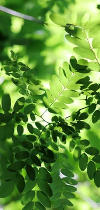 Leaf Botany Branch Live Wallpaper