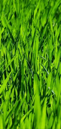 grass Live Wallpaper