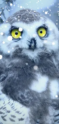owl Live Wallpaper