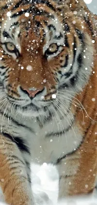 tiger Live Wallpaper